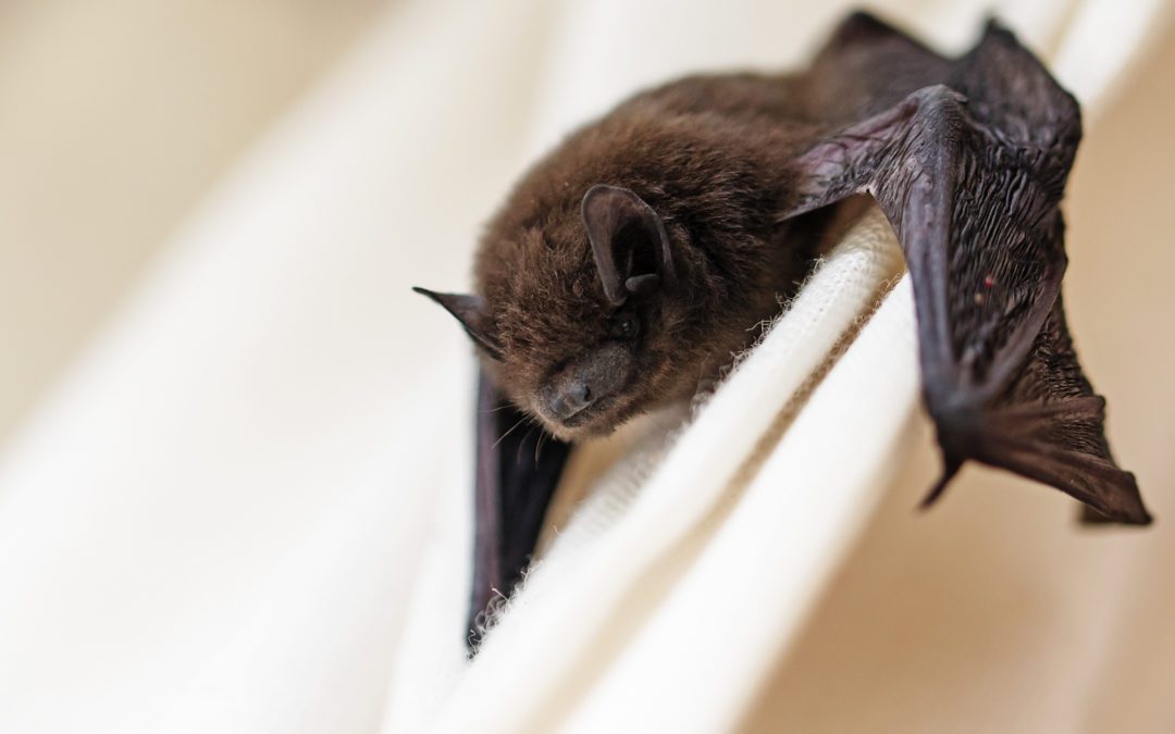 There’s a Bat In My House! What Now?
