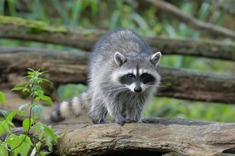 Raccoons Are A Nuisance In Other Countries Too