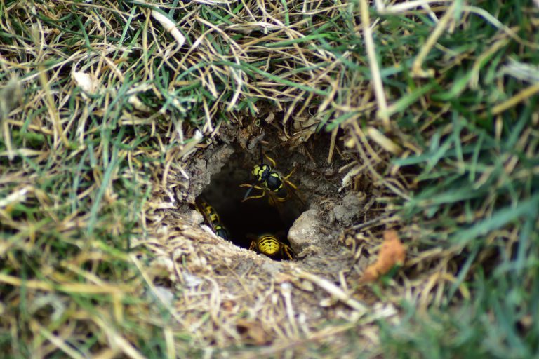 Yellow Jacket Removal: Identifying Yellow Jacket Nests