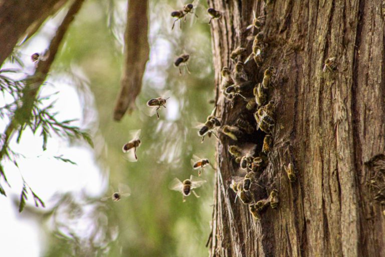Honeybee Nest Removal: Tips From the Pros