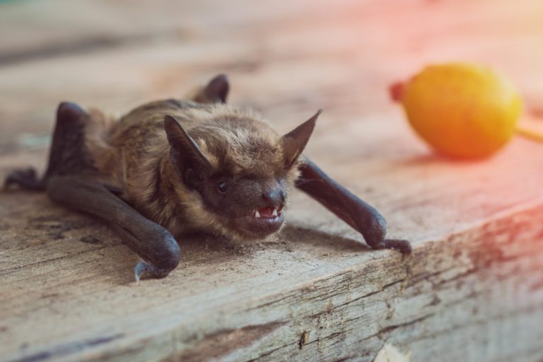 Bats Roost In Attics During The Winter