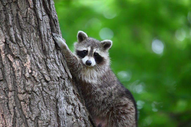 What Do I Do Once The Raccoons Are Gone?