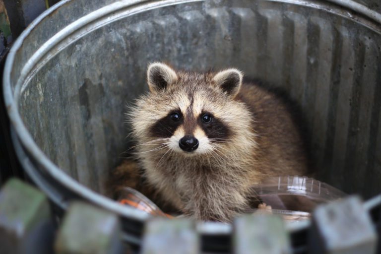 Raccoon Control: Identifying Raccoon Damage