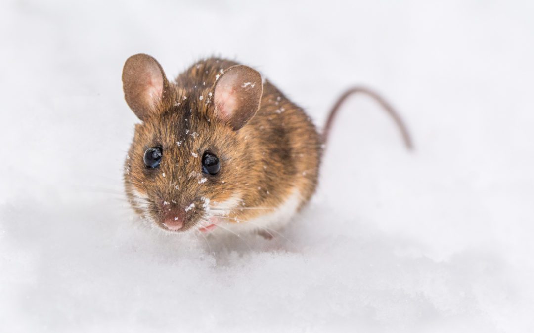 Mouse Repellent: Myth or Fact?