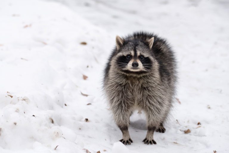 Raccoon Removal in the Winter