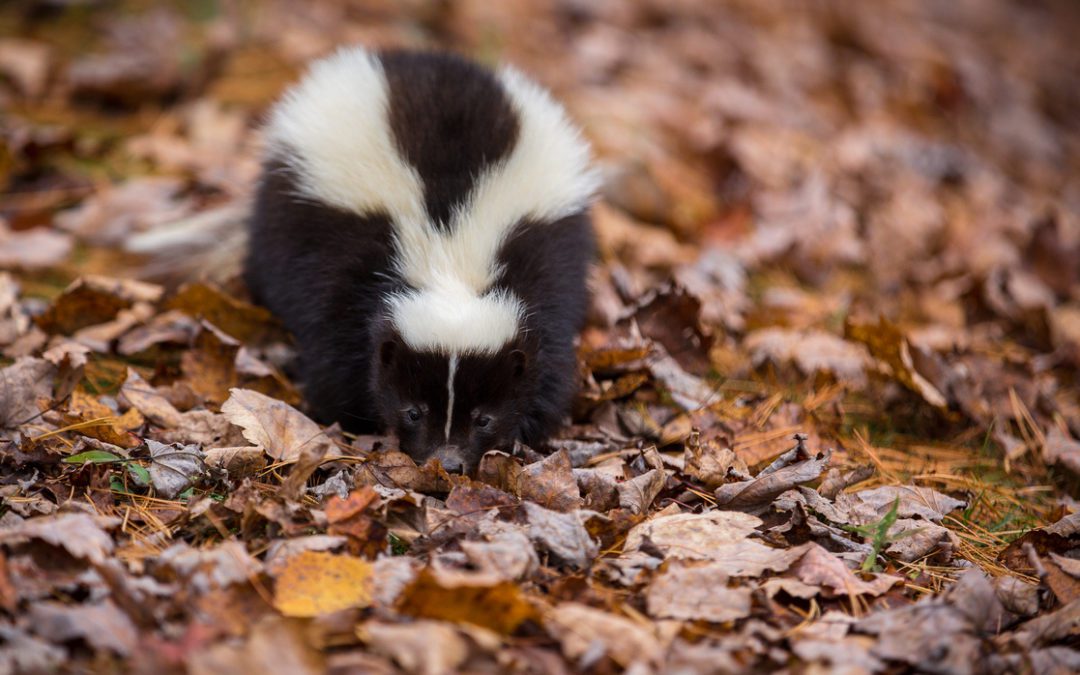 Humane Skunk Removal