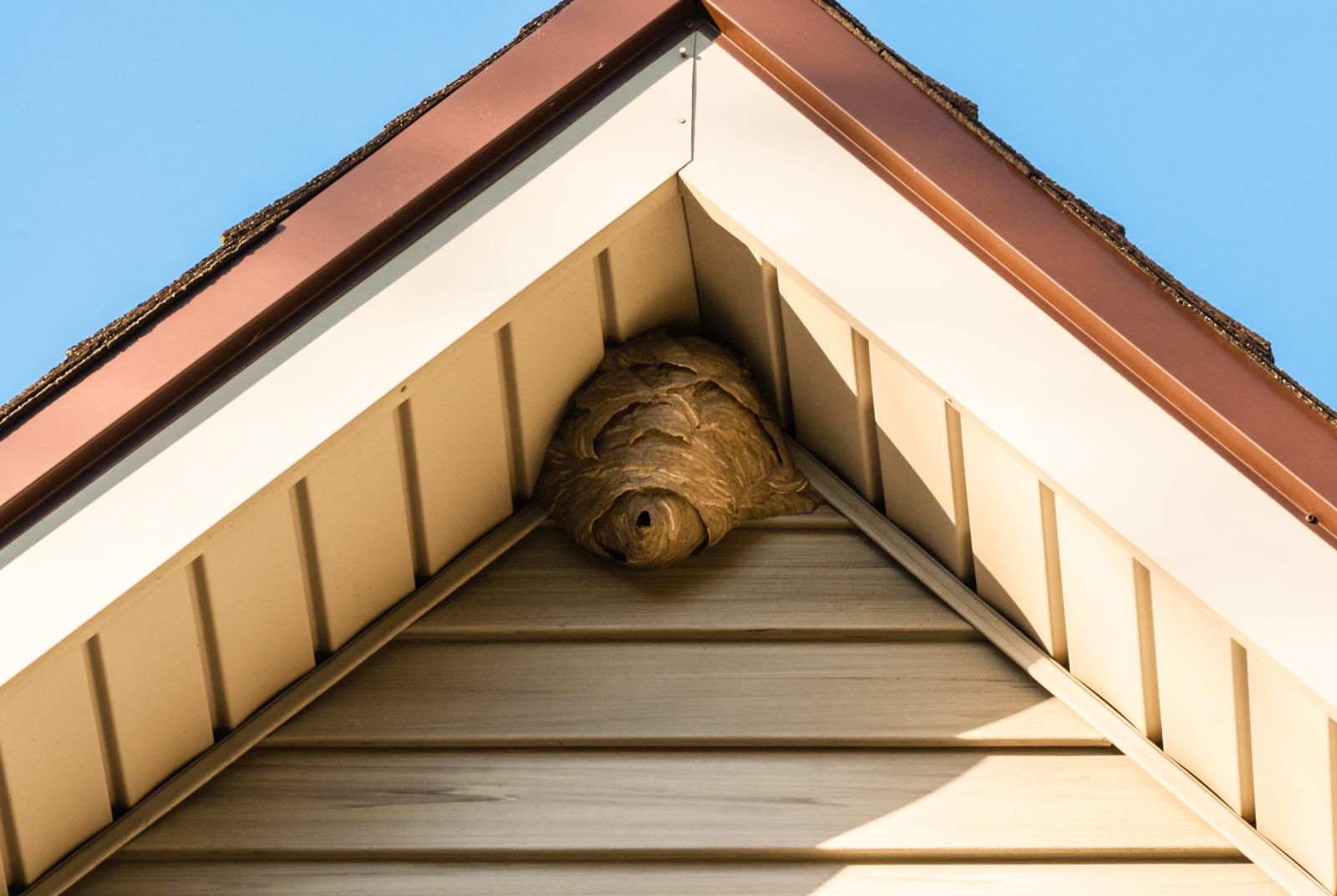 Wasp Nest Removal