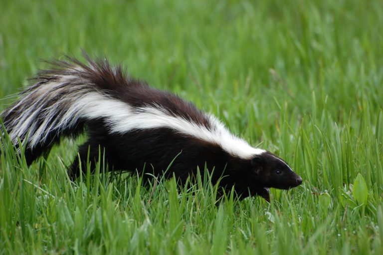 Skunk Smell Removal: My Dog Was Sprayed! What Do I Do?!
