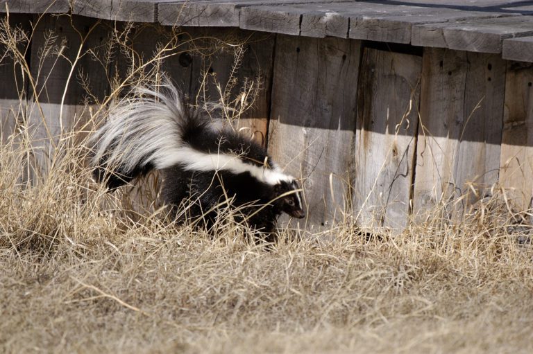 What To Do If You Have A Skunk Problem