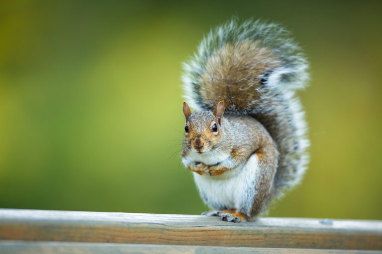 Squirrel Removal: Signs You May Have A Squirrel Problem