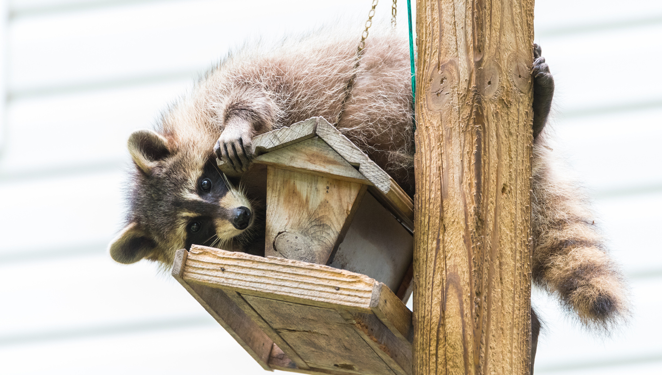 Is Mariachi Music The Best Raccoon Repellent?