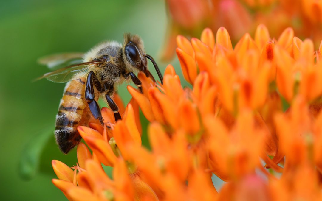 Who Can I Call For Honeybee Removal?