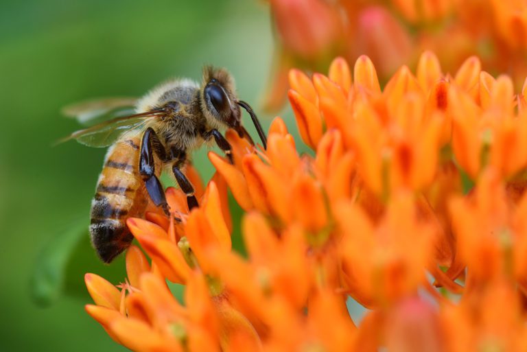 Who Can I Call For Honeybee Removal?