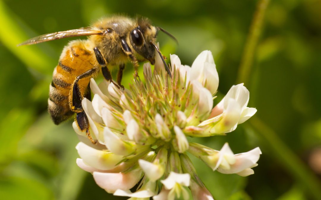 Humane Bee Removal: Why Harming Bees Harms All Of Us