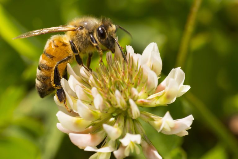 Humane Bee Removal: Why Harming Bees Harms All Of Us