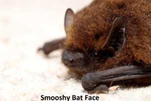 3204890442_40132b6522_o