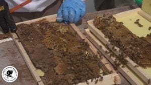 Honey Bee Removal