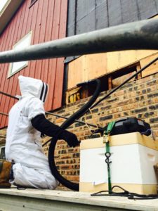 Honey bee removal interview 2