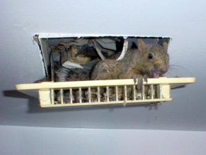 Squirrel in vent