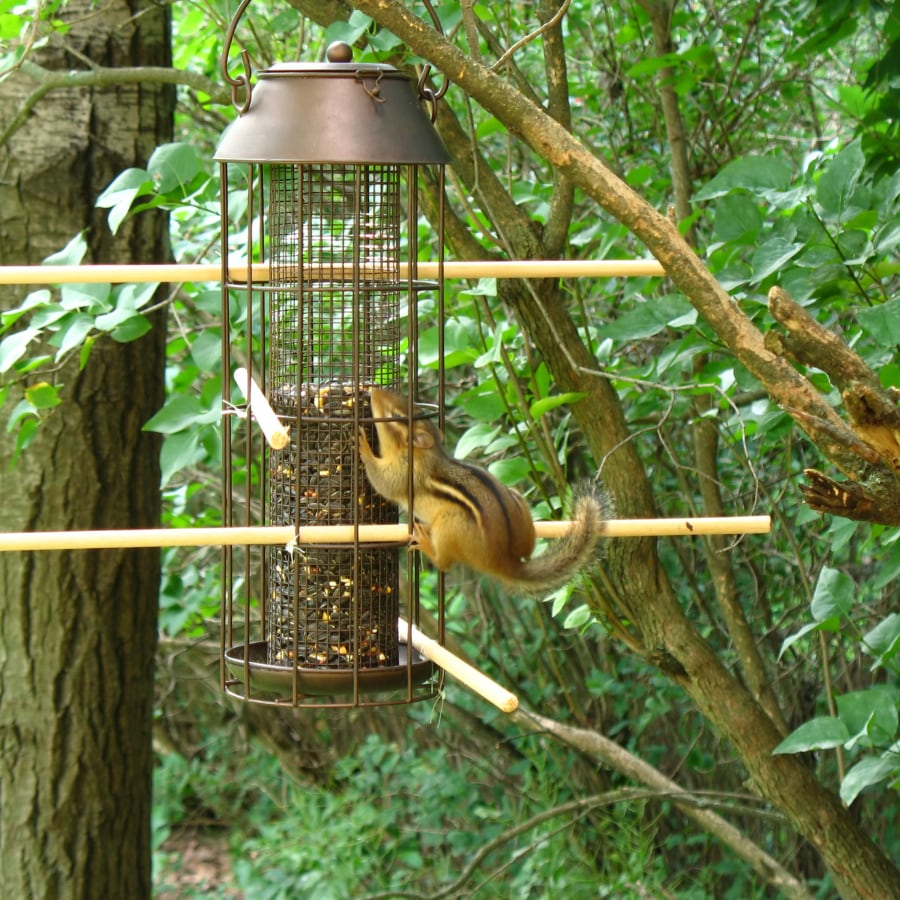 Chipmunk on Bird Feeder