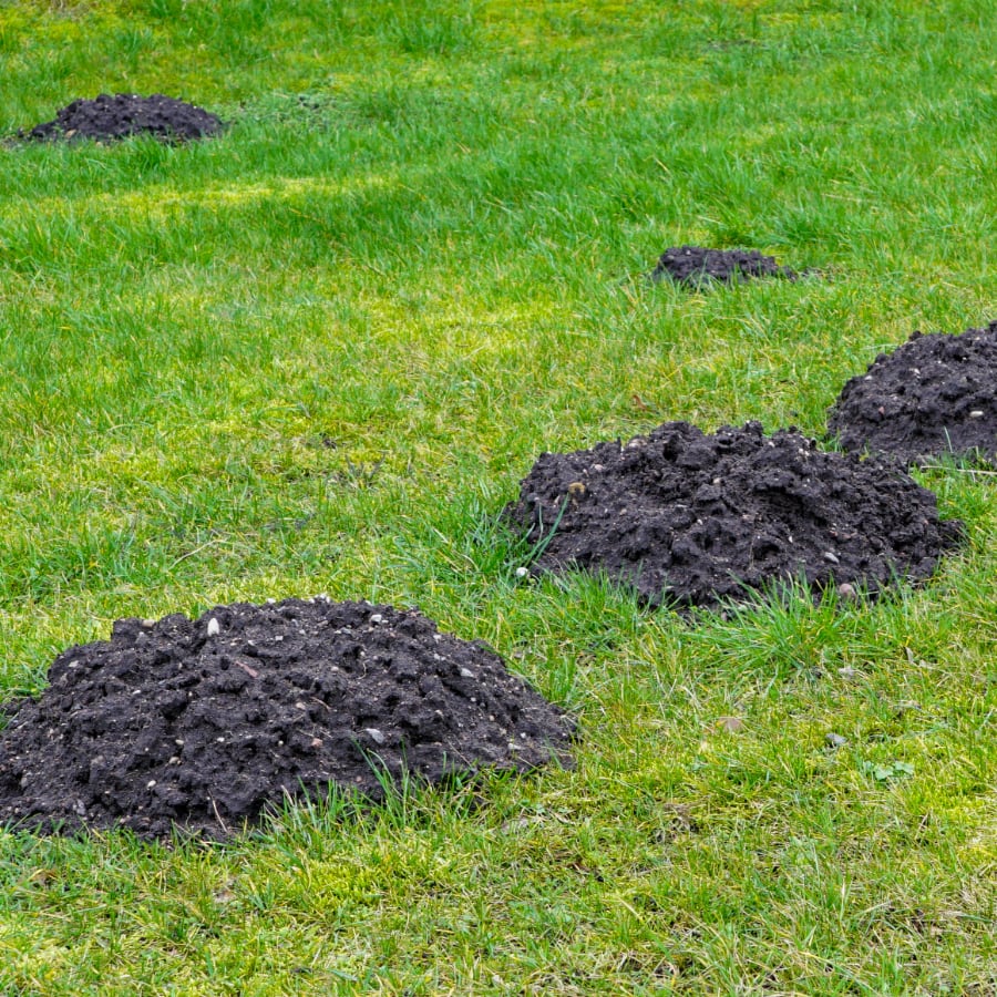 Mole Damage in Yard