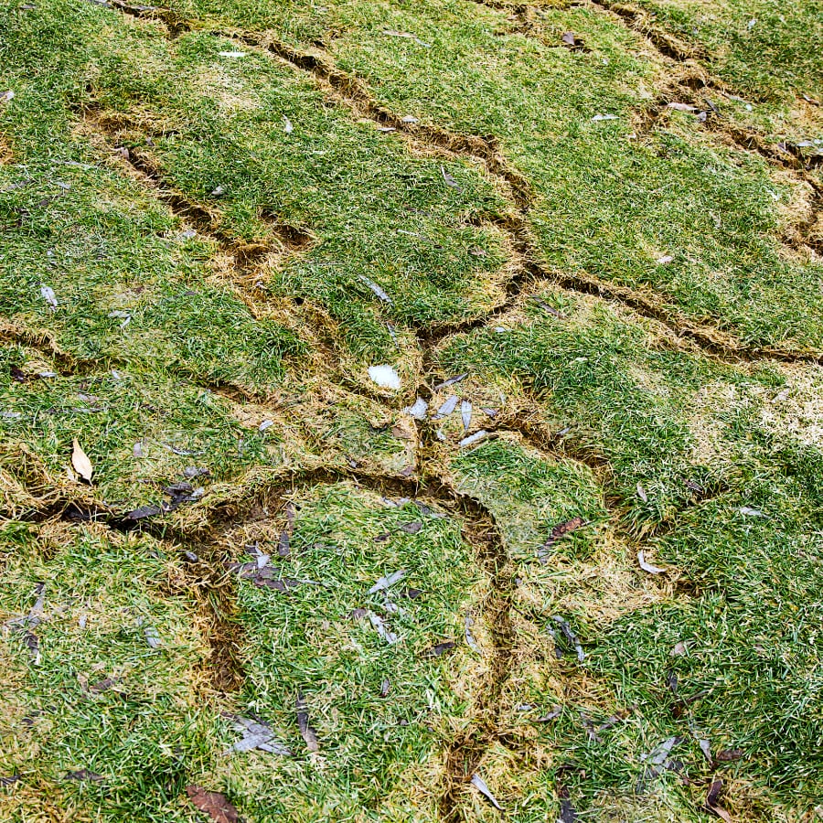 Vole Damage in Lawn in the Spring
