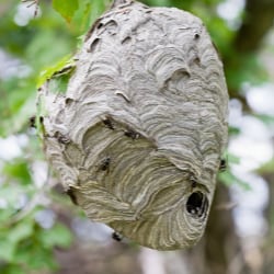 Bald-faced hornet nest