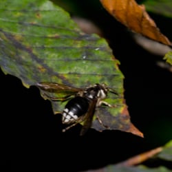 Bald-faced hornet