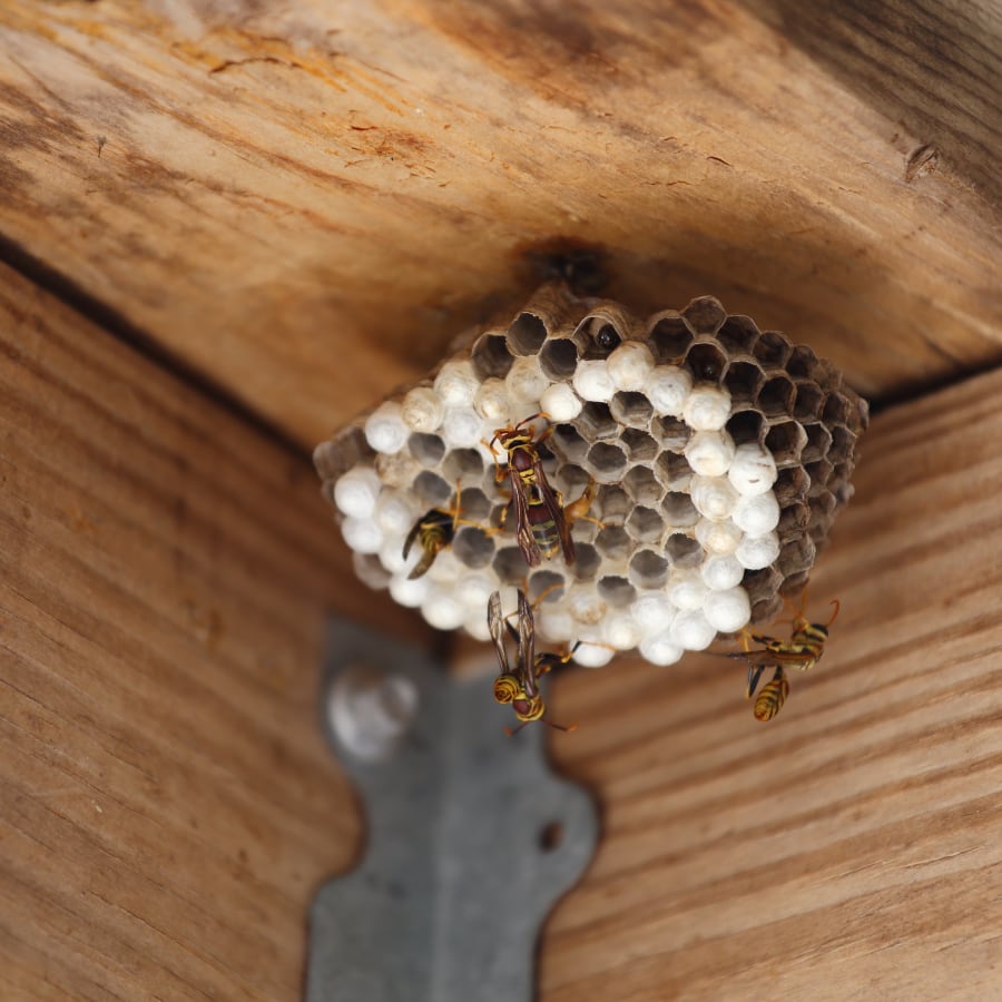 Polistes wasp nest