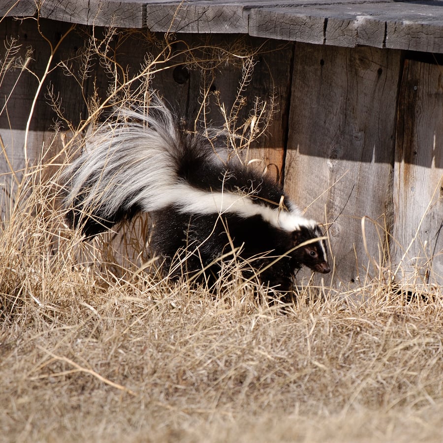 Skunk Looking for a Way Under the Deck