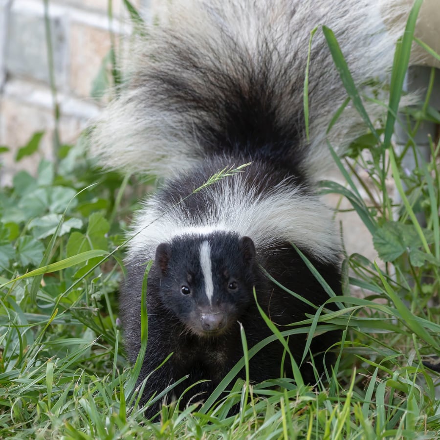 Skunk Looking to Burrow at Foundation Skunk Removal - Skunks Do It