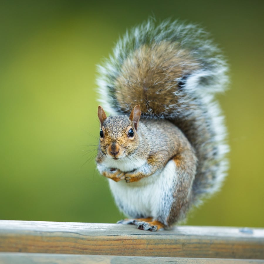 Squirrel on Home Squirrel on Home