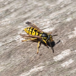 Yellow Jacket wasp