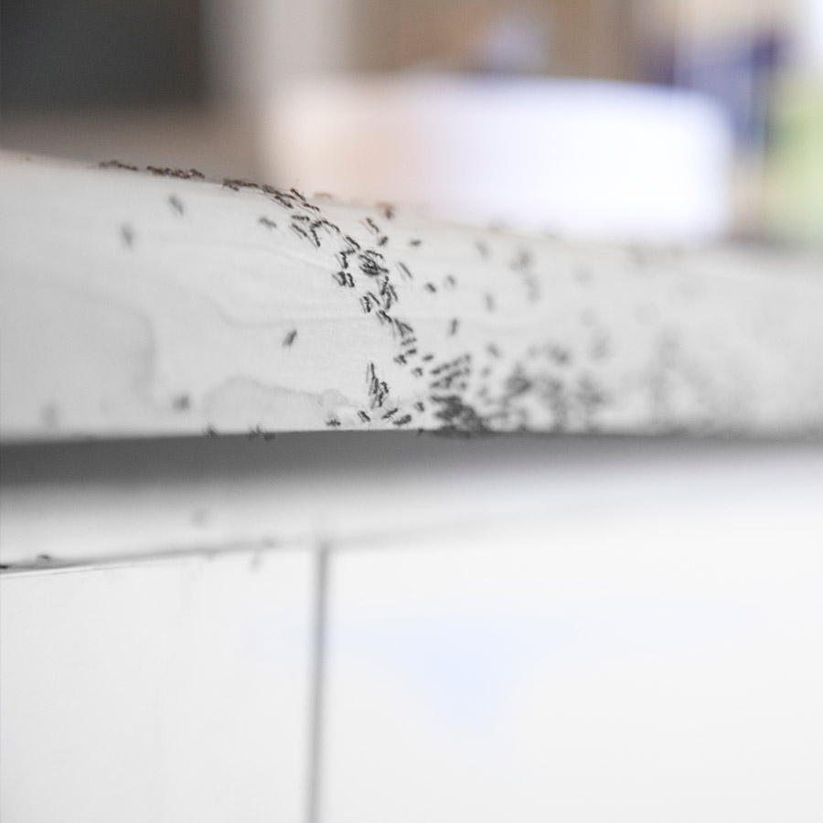 ants-in-kitchen