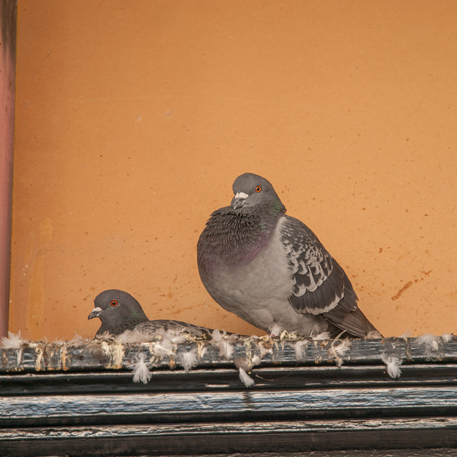 pigenons-roosting-on-ledge