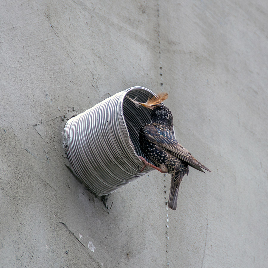 starling-nesting-in-vent